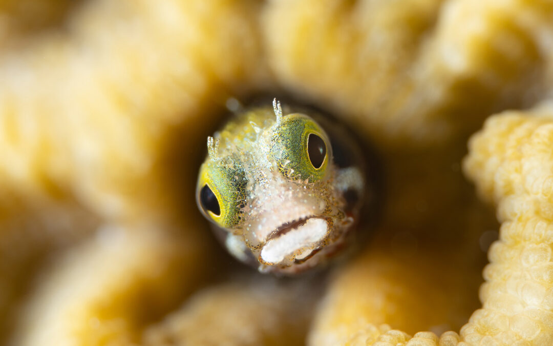 Kokomo Beach Fish