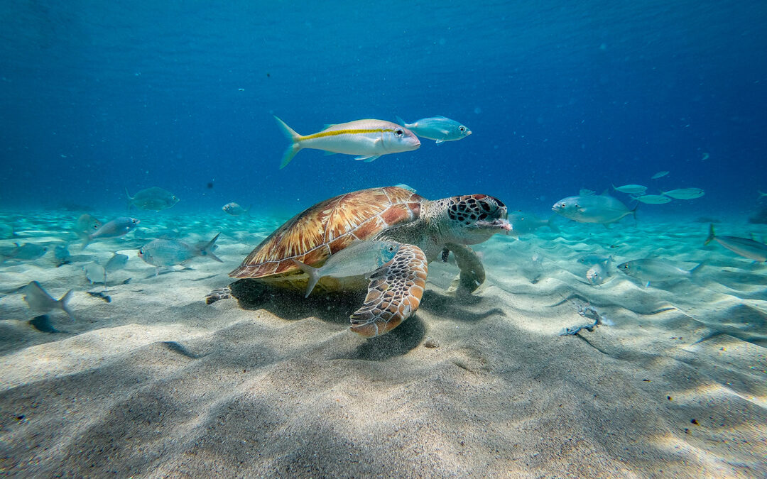 Underwater Turtle