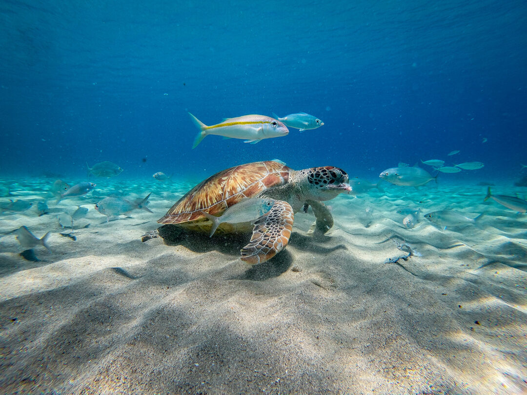 Underwater Turtle