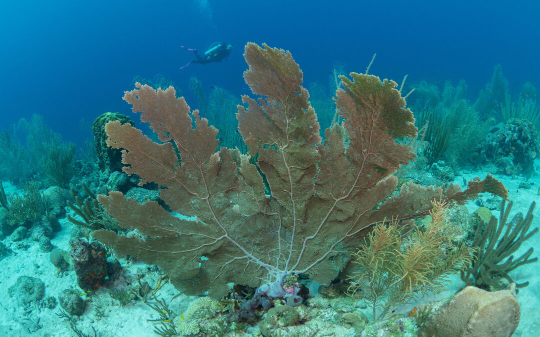 Watamula underwater plants and diver